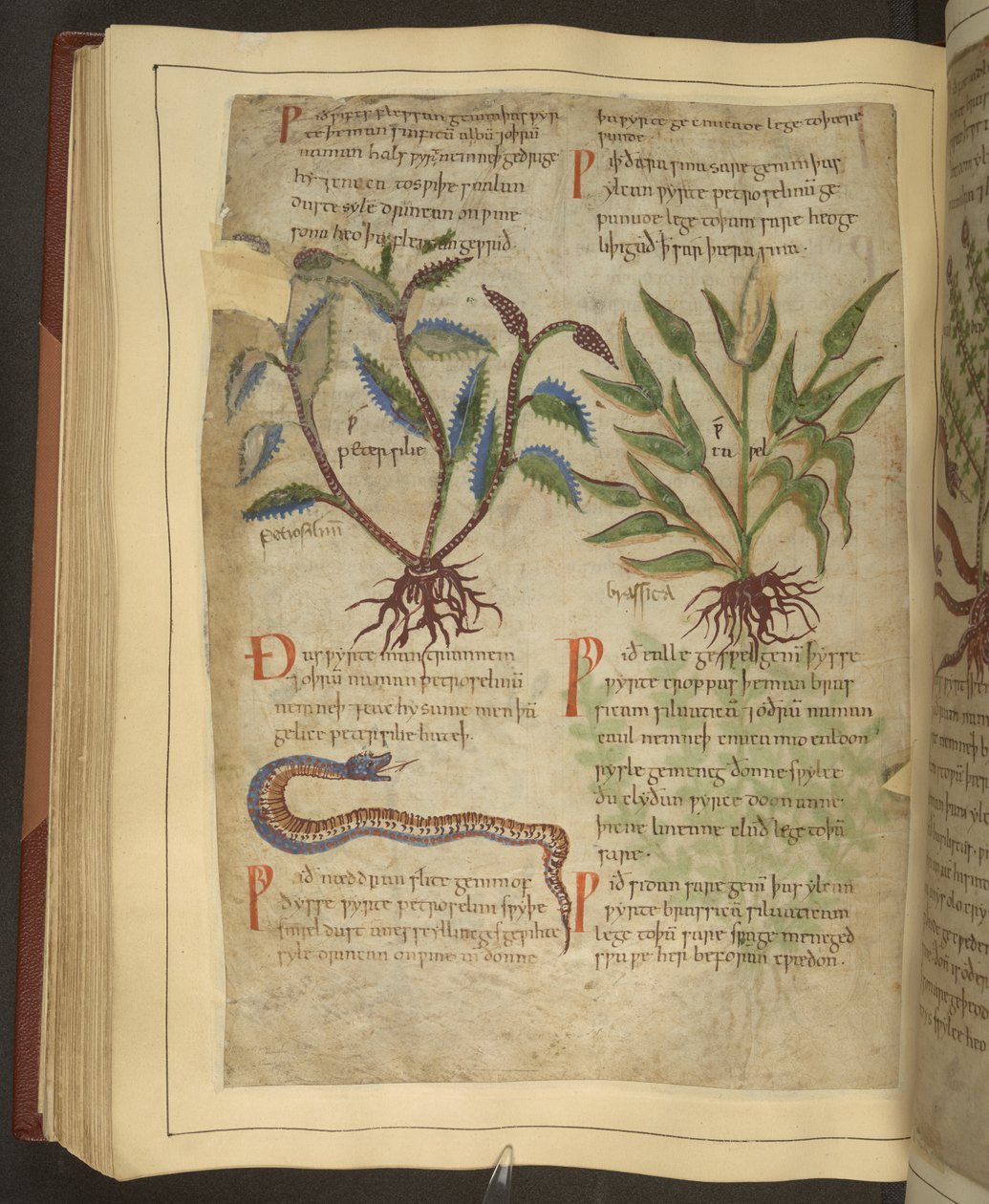 Illustrazioni di Petersilie, Cawel e un serpente, da un antico erbario inglese originariamente di Apuleio (123-80 d.C.), inizio XI secolo da English School