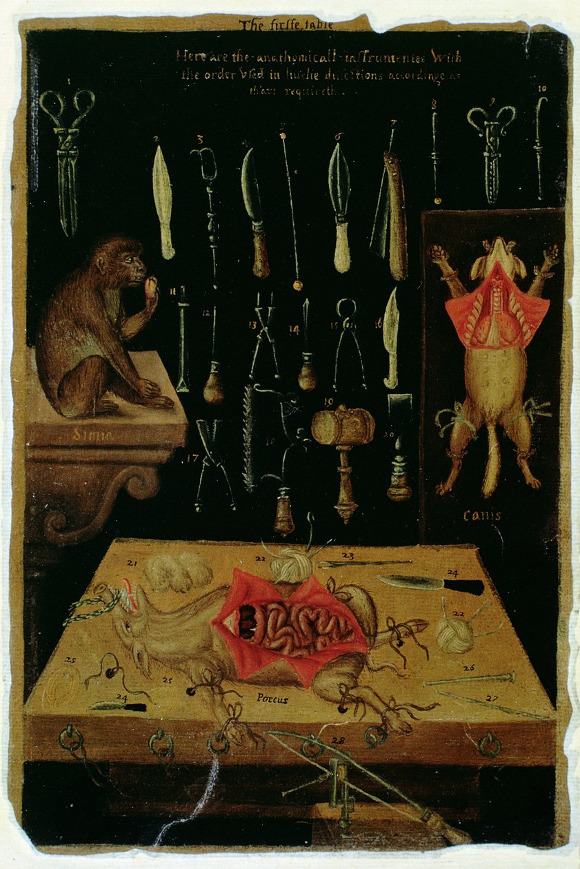 Ms Hunter 364 Tavola I Strumenti di dissezione, da Anatomical Tables, di John Banister da English School