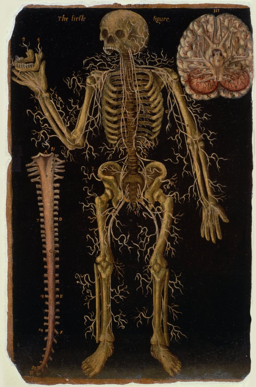 Ms Hunter 364 Tavola VI Dissezione, da Anatomical Tables, di John Banister (1540-1610) da English School
