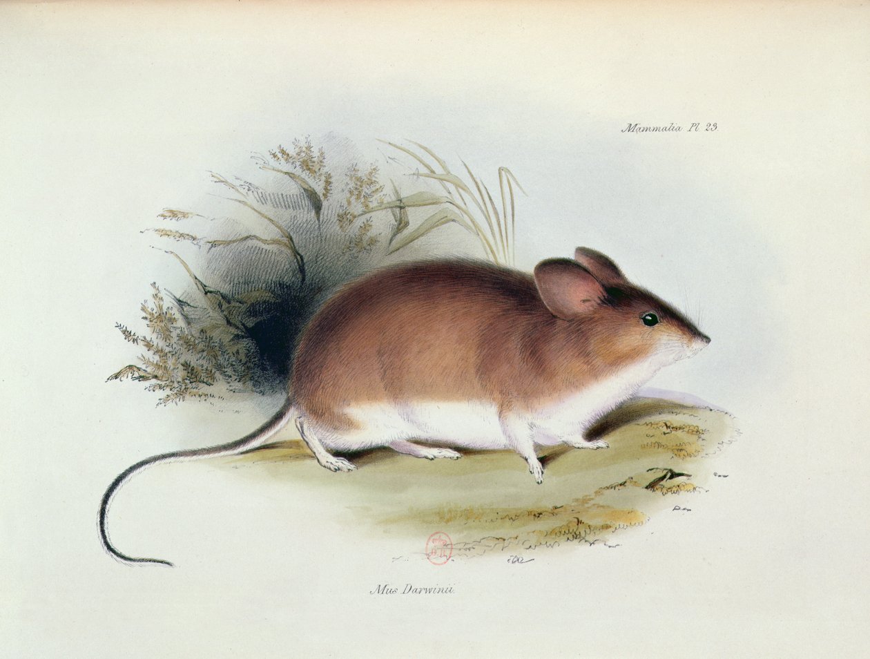 Mus Darwinii, illustrazione da La Zoologia del Viaggio dell