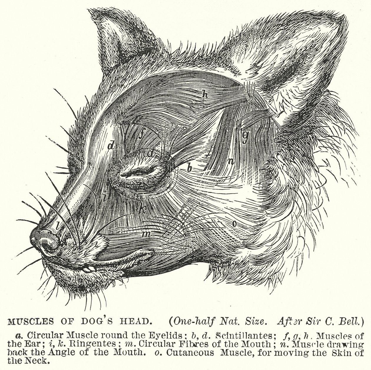 Muscoli della testa di cane (incisione) da English School