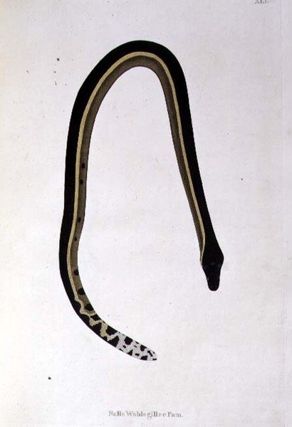 Nalla Wahlagillee Pam Serpente da 
