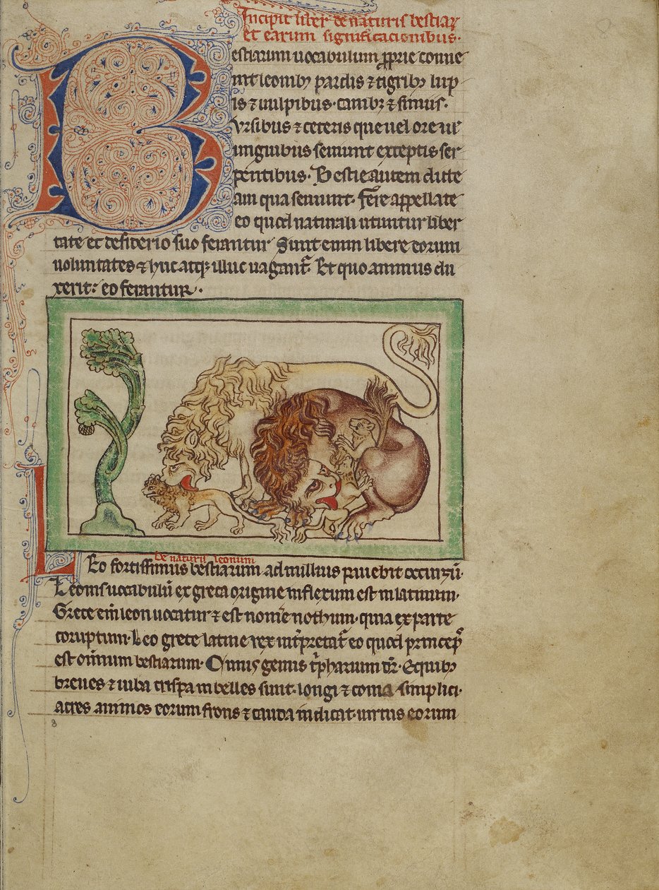 Bestiario di Northumberland, c.1250-60 da English School