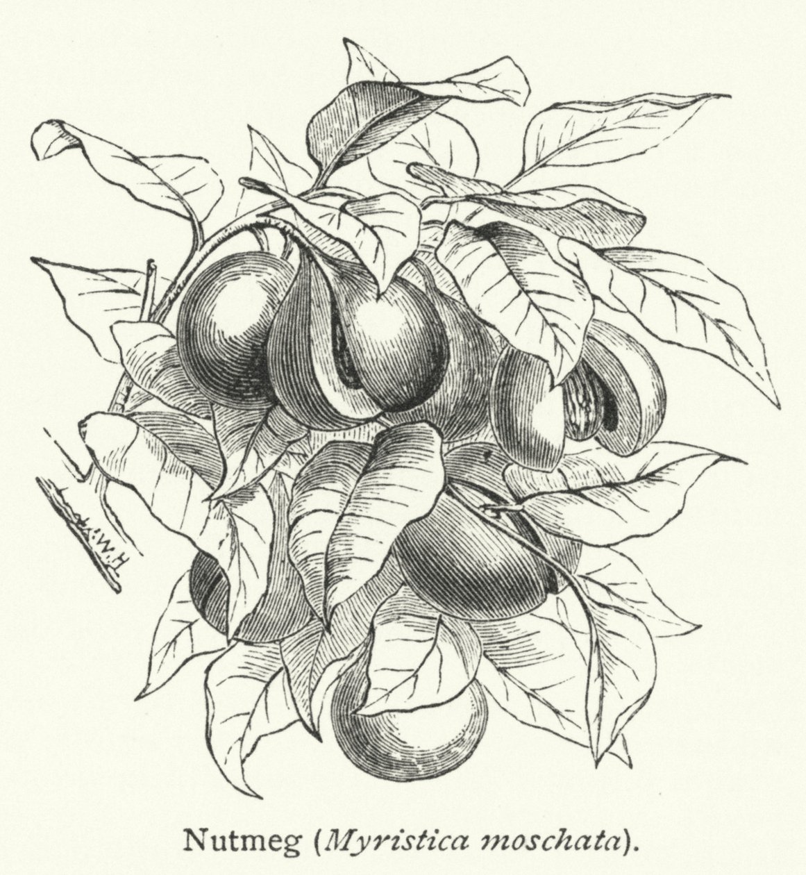 Noce moscata (Myristica moschata) (incisione) da English School