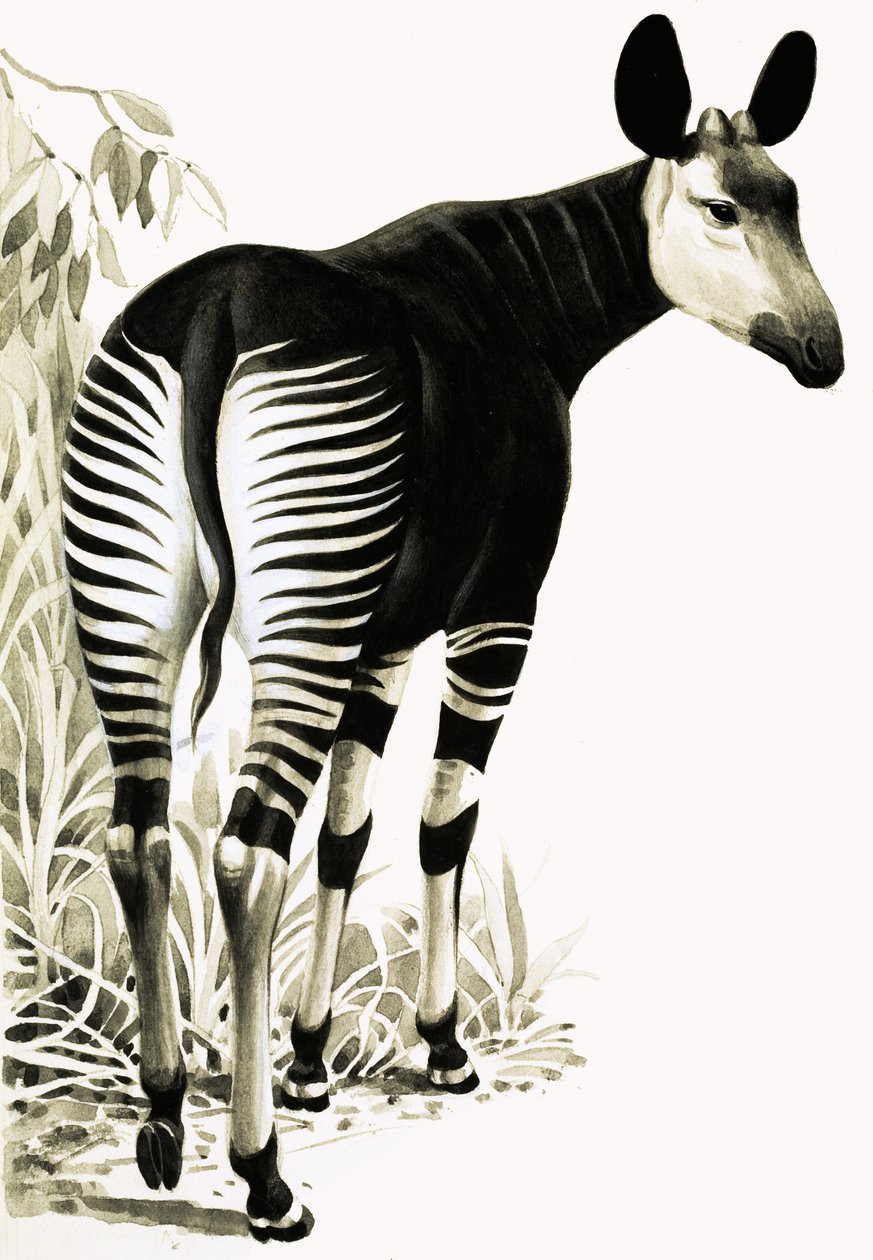 Okapi da English School