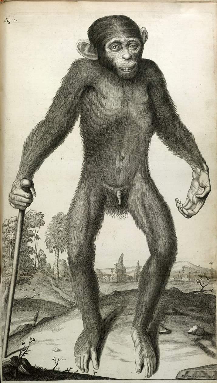 Orang-Outang, sive Homo Sylvestris: o, l