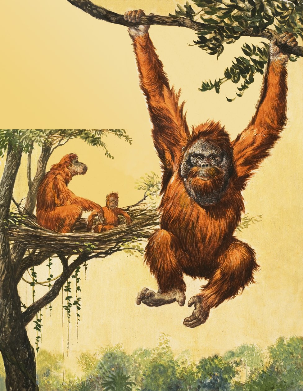 Orangutan da English School