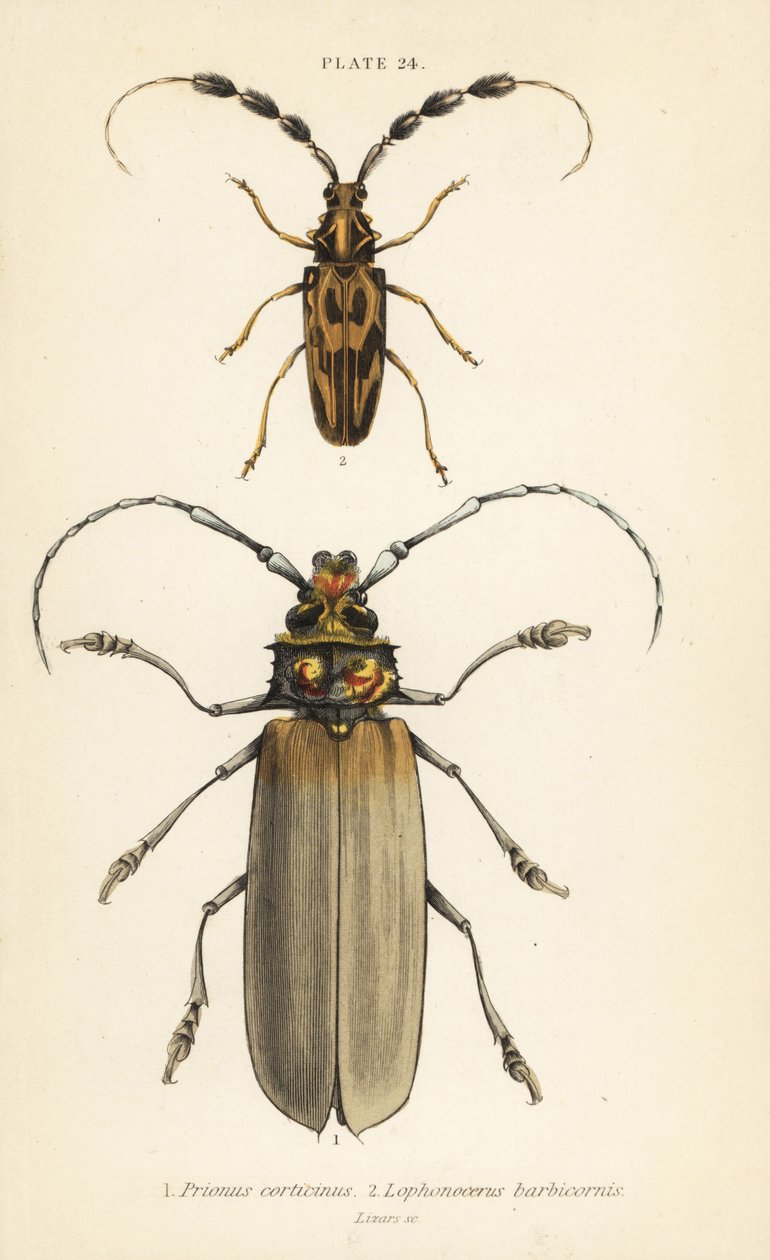Insetti: Orthomegas cinnamomeus, Prionus corticinus, Batus barbicornis, Lophonocerus barbicornis da English School