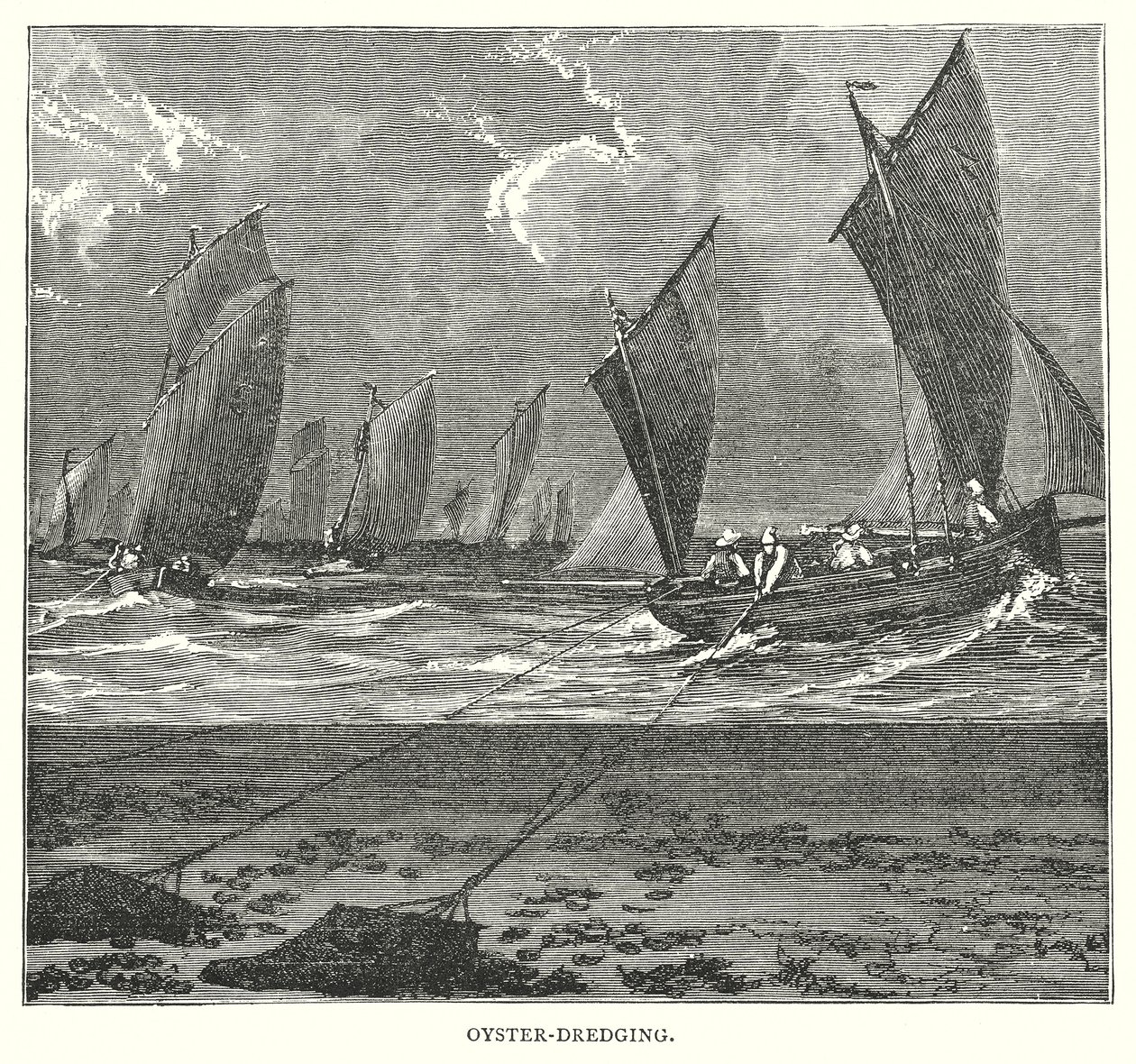Dragaggio delle ostriche (incisione) da English School
