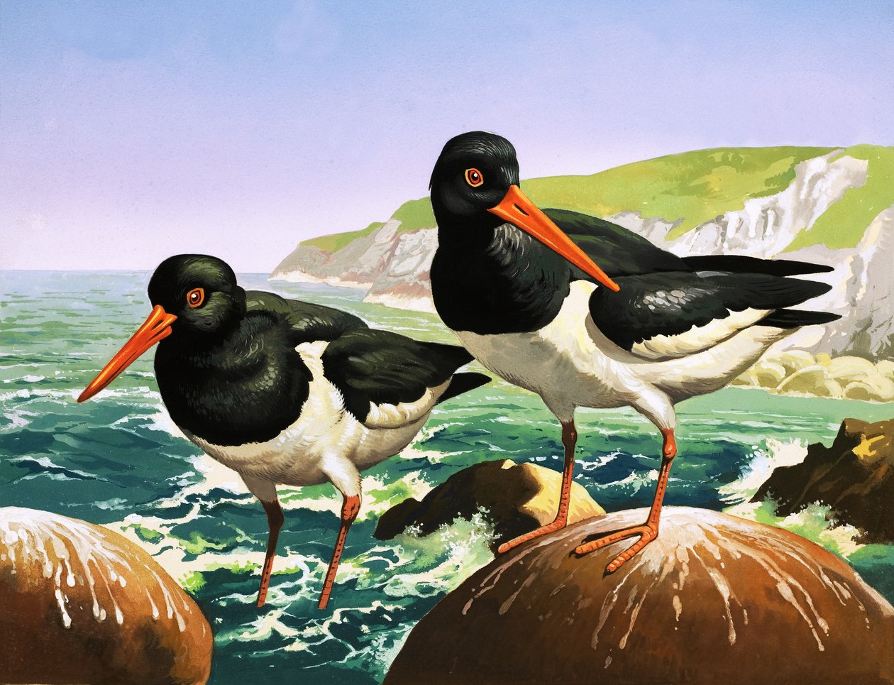 Beccacce di mare, illustrazione da "C