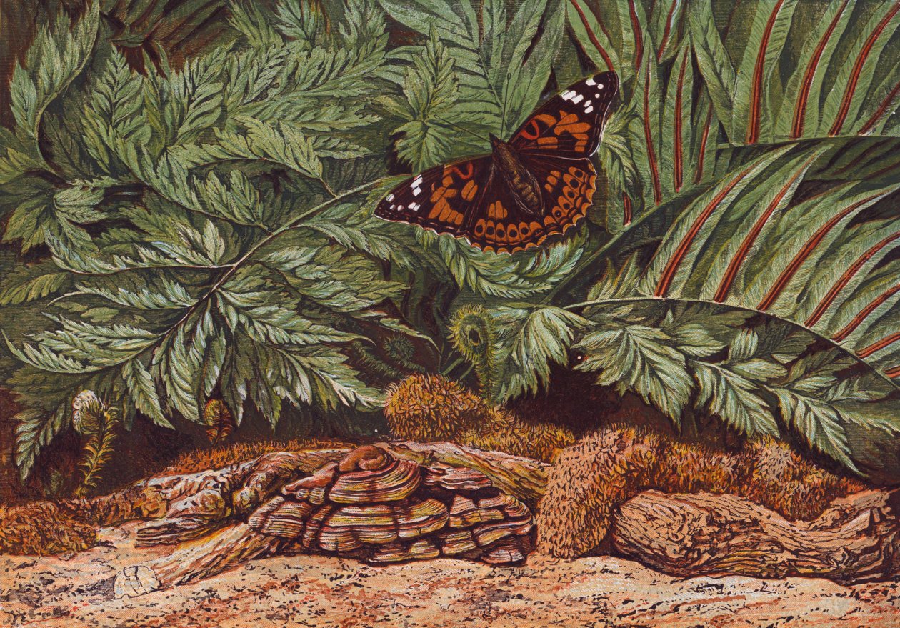 Farfalla dipinta (litografia a colori) da English School