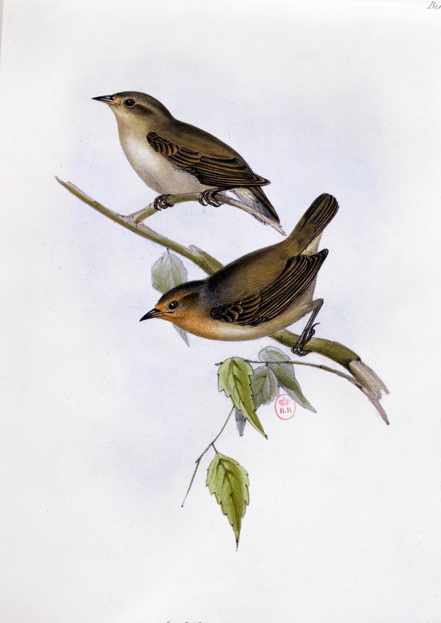 Coppia di Certhidea Olivacea, illustrazione da La Zoologia del Viaggio dell