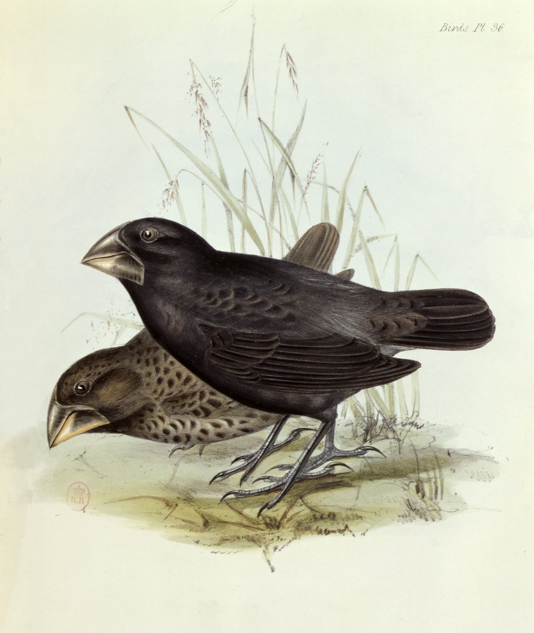 Coppia di Geospiza Magnirostris, da La Zoologia del Viaggio dell