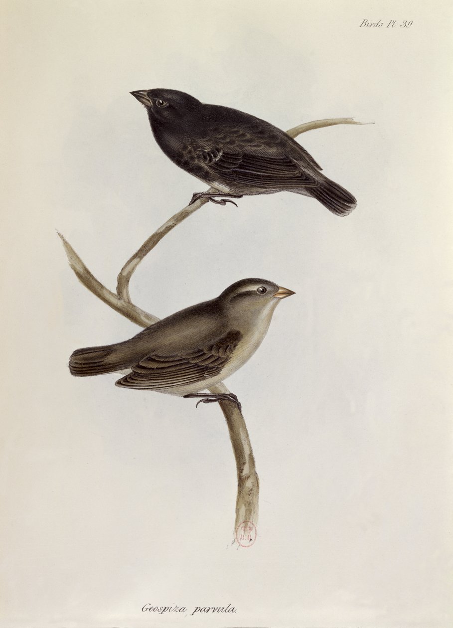 Coppia di Geospiza Parvula, illustrazione da La Zoologia del Viaggio dell