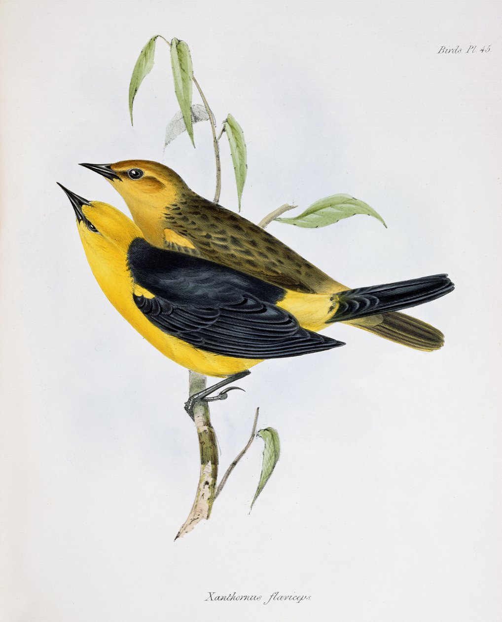 Coppia di Xanthornus Flaviceps, illustrazione da La Zoologia del Viaggio dell