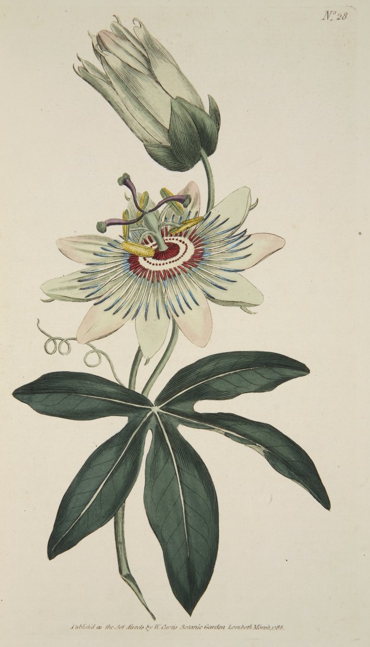 Passiflora Coerulea (Fiore della Passione Comune), da The Botanical Magazine o Flower Garden Displayed, pub. 1786 da English School