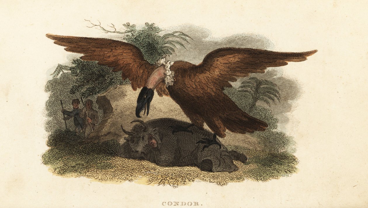 Uomo peruviano che indossa una pelle di mucca per attirare un condor da English School