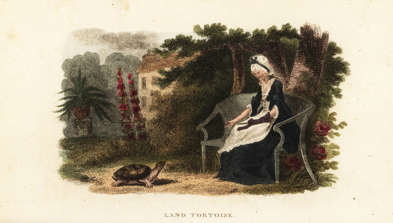 Tartaruga domestica con la sua benefattrice di 30 anni, una vecchia signora, in un giardino recintato vicino a Lewes, Sussex da English School