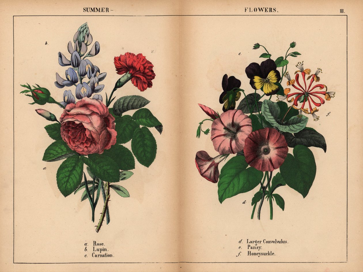 Rosa cavolo rosa, lupino blu, garofano scarlatto, convolvolo maggiore viola, viola del pensiero viola e gialla, e caprifoglio rosa e arancione, da 