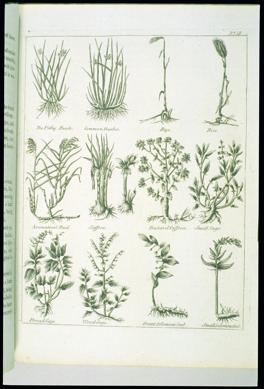 Piante da Culpepers English Physician and Complete Herbal, pubblicato 1790 da English School