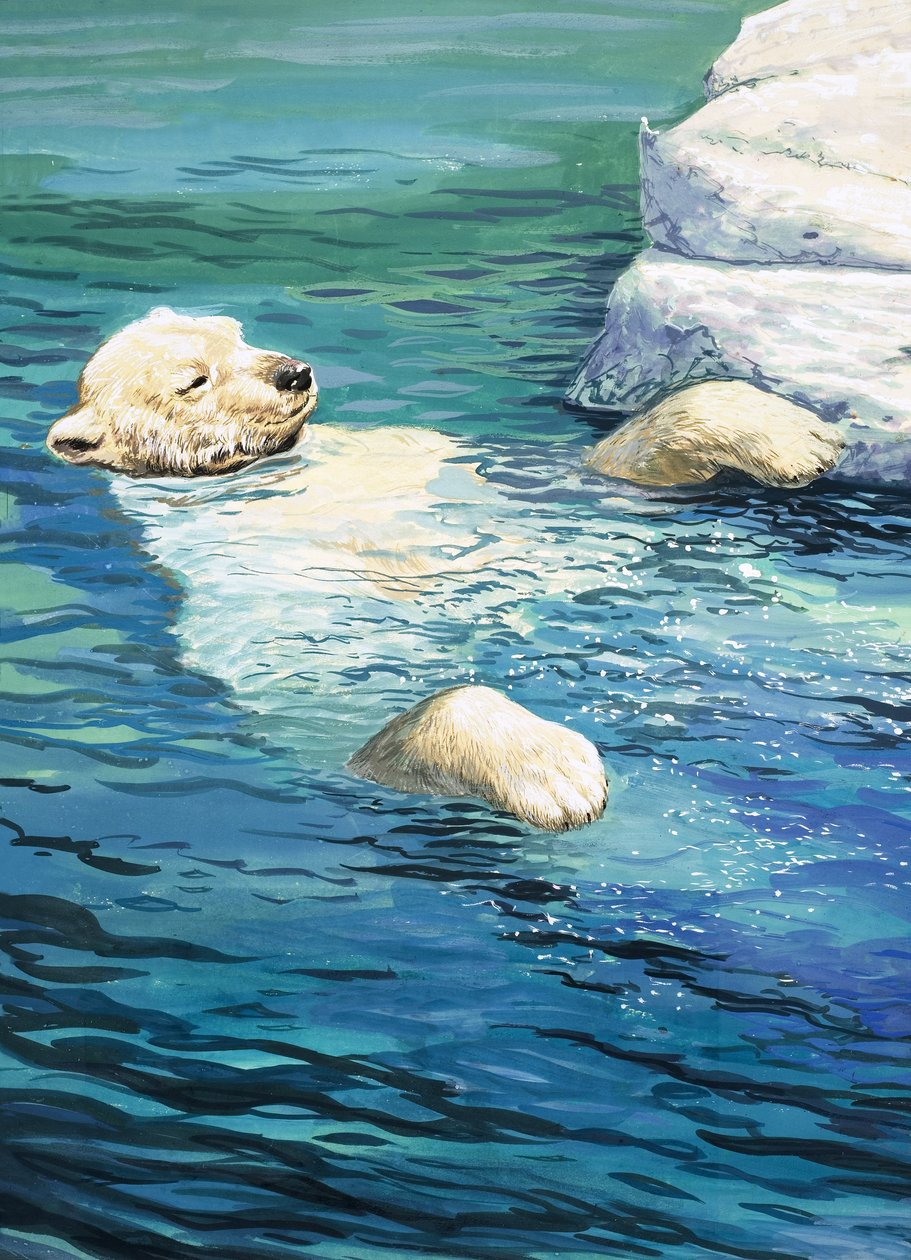 Orso polare giocoso, illustrazione da "Il paese delle meraviglie della natura". da English School