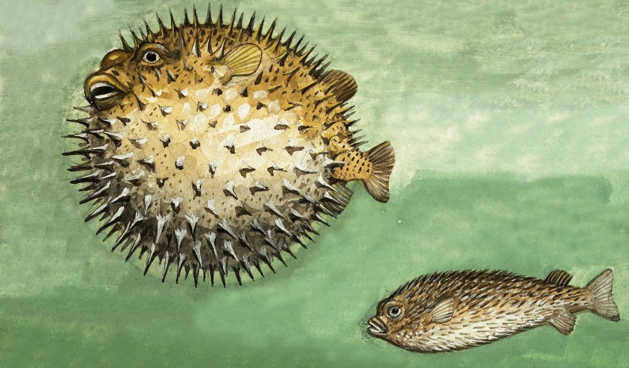 Porcupine Fish da English School