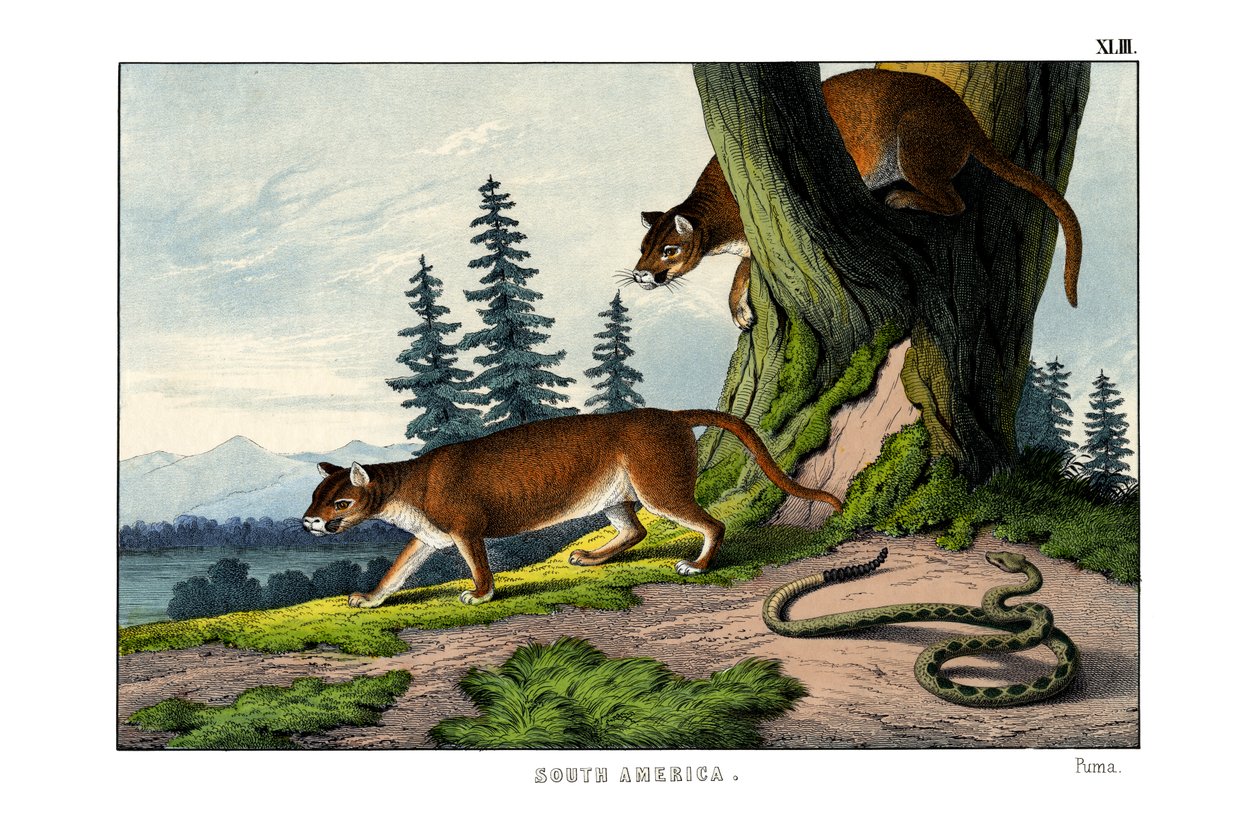Puma da English School