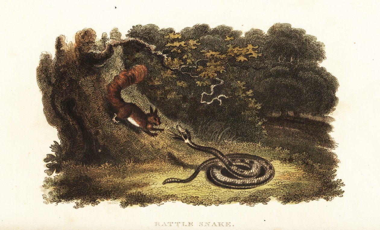 Serpente a sonagli che incanta uno scoiattolo giù da un albero da English School