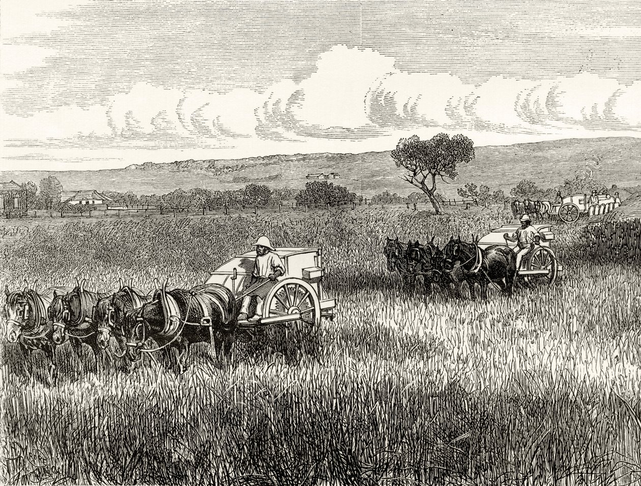 Mietitura a South Adelaide, c.1880, da 