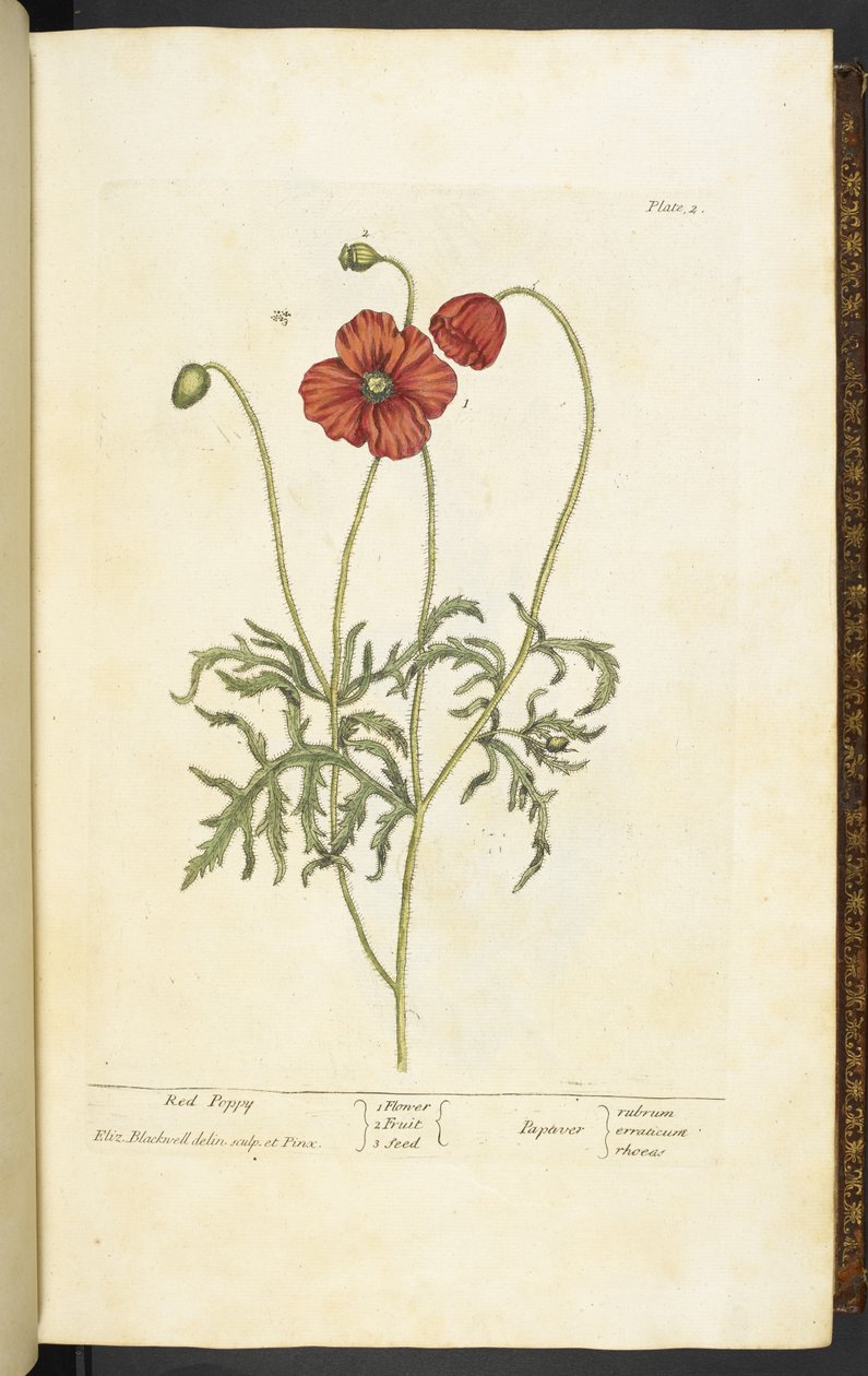 Papavero rosso, Tavola 2 da 