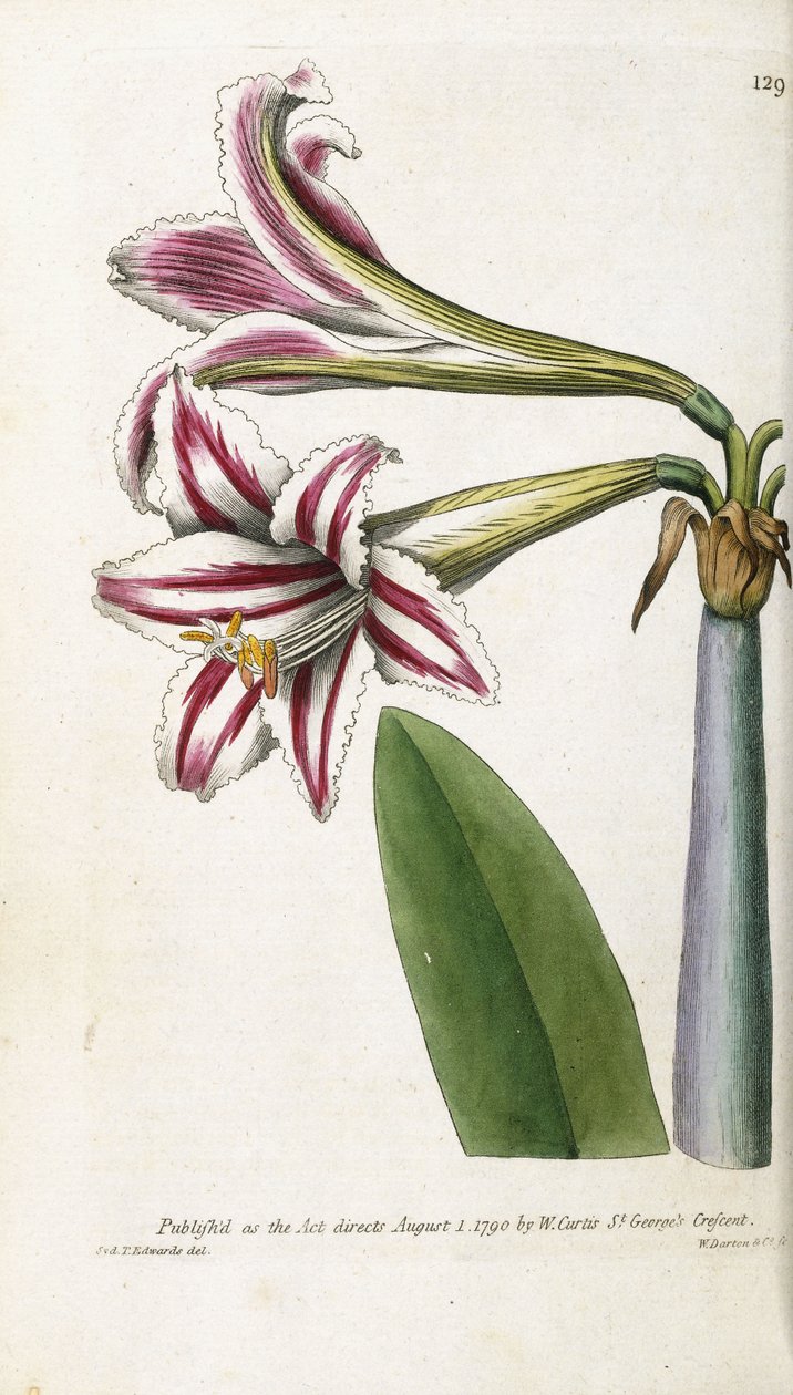 Giglio a strisce rosse e bianche, 1799-1810 da English School