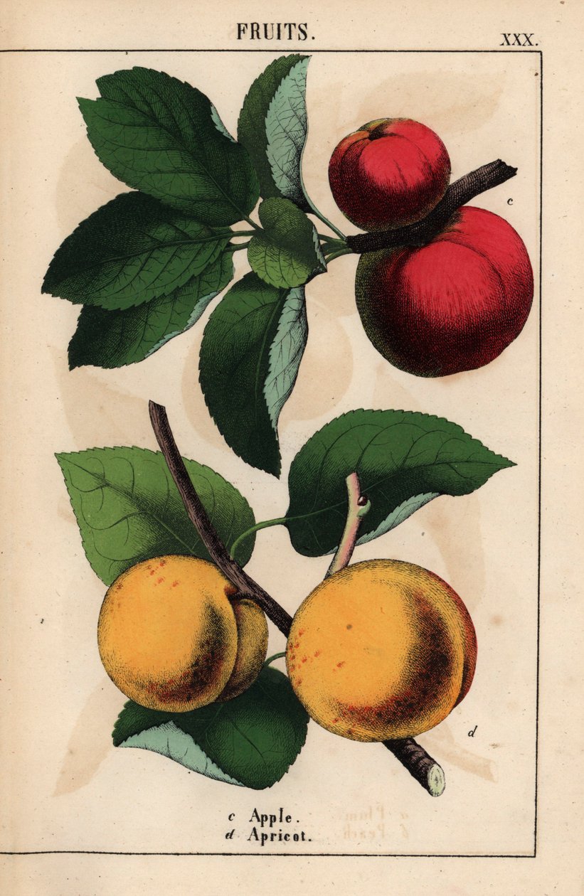 Mele rosse e albicocche, da 