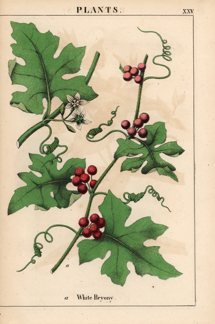 Bryonia dioica con bacche rosse, da 