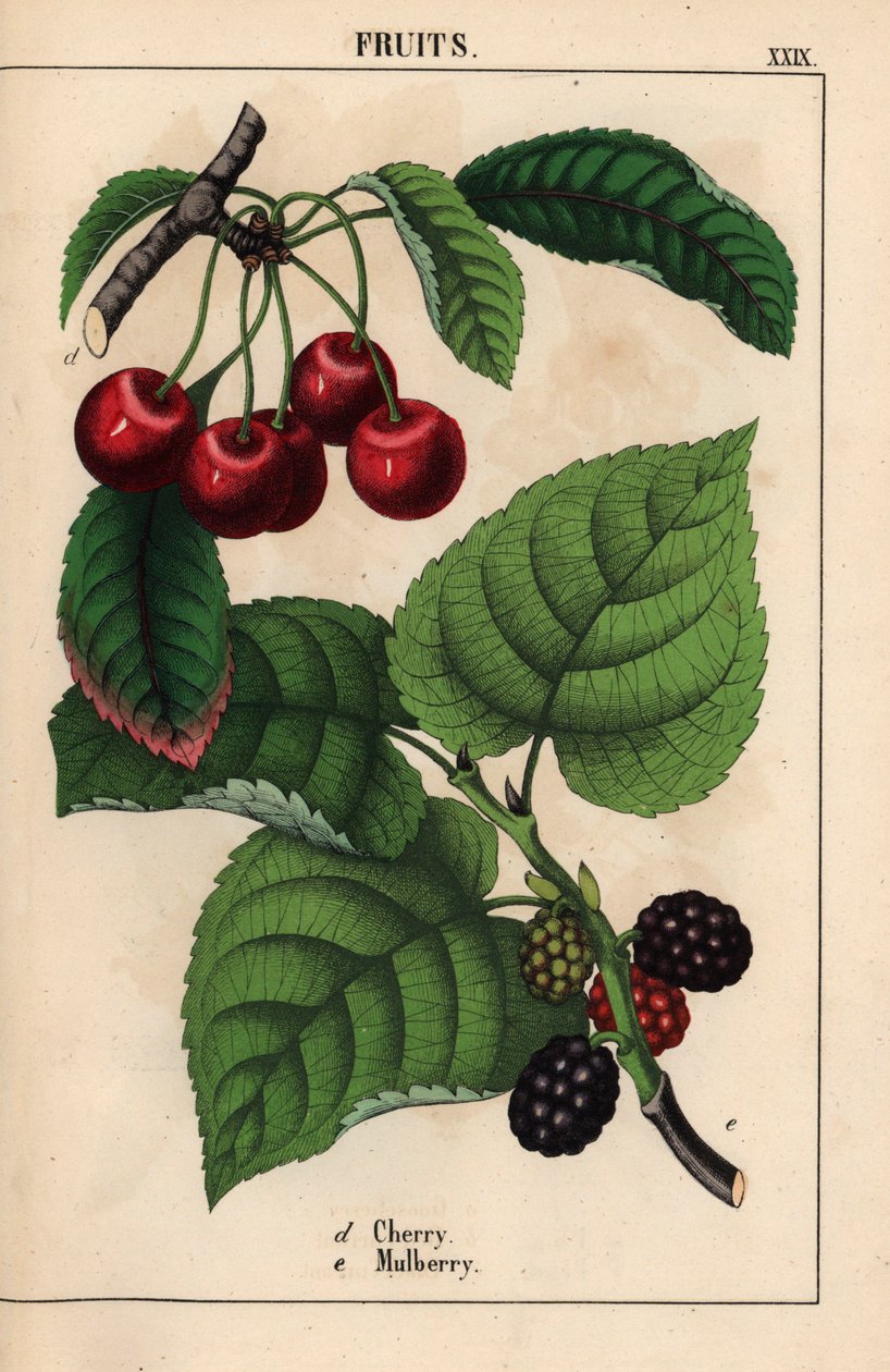 Ciliegie rosse e frutti di gelso, da 