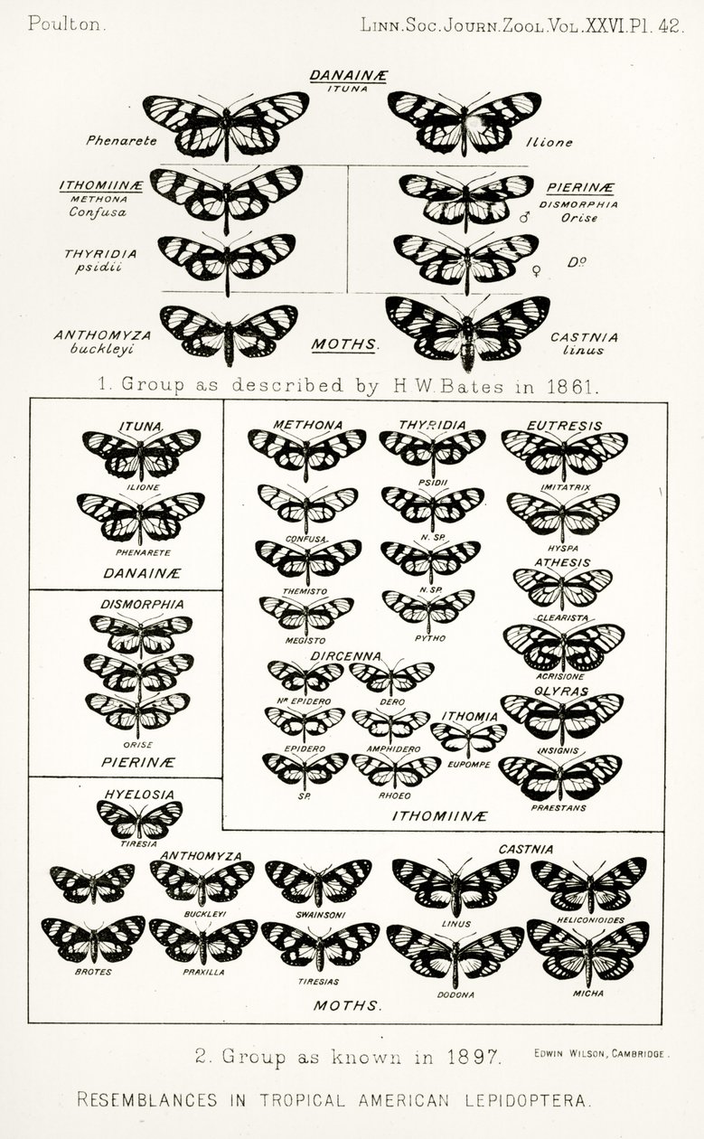 Somiglianze nelle lepidottere americane tropicali, illustrazione da The Hope Reports, Vol. II, 1897-1900, a cura di Edward B. Poulton, Oxford, 1901 da English School
