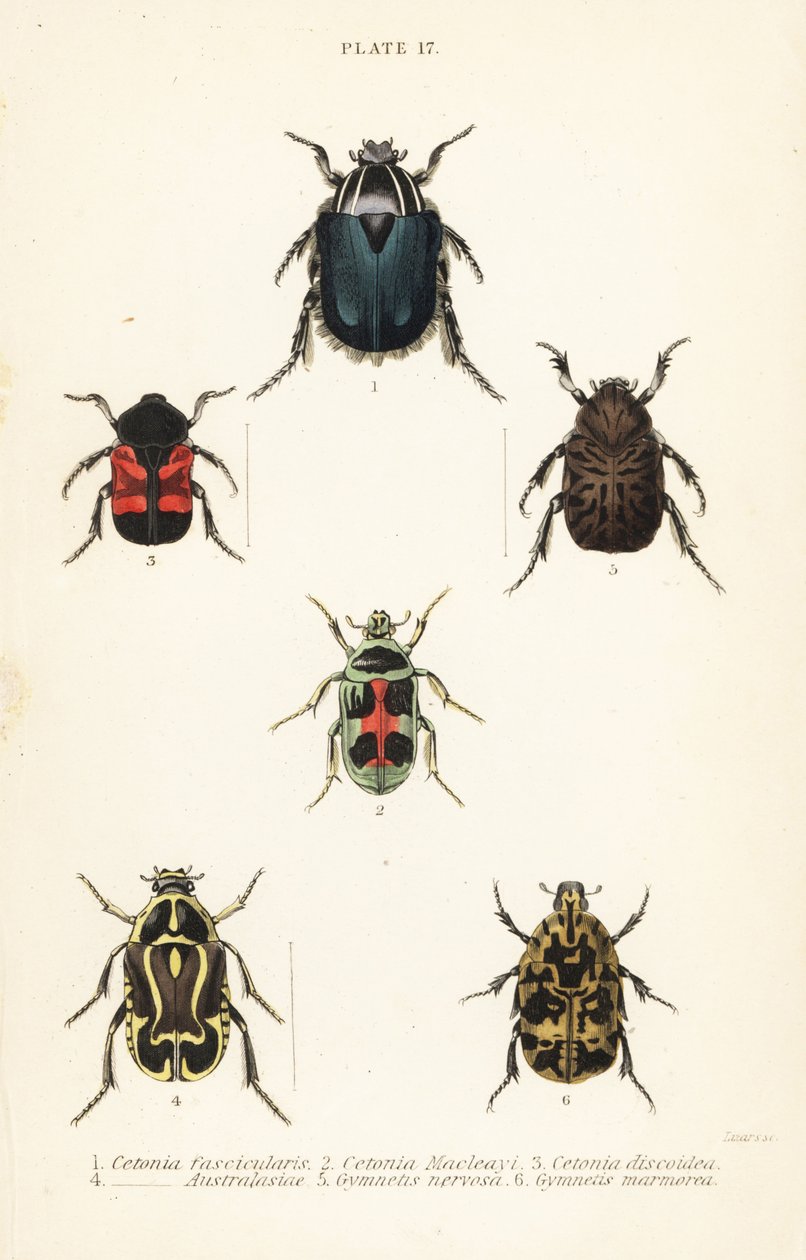 Coleotteri cetonia: Cetonia fascicularis, Heterorhina macleayi, Gametoides subfasciata, coleottero violinista, Eupoecila australasiae, Gymnetis hieroglyphica e Gymnetis marmorea da English School