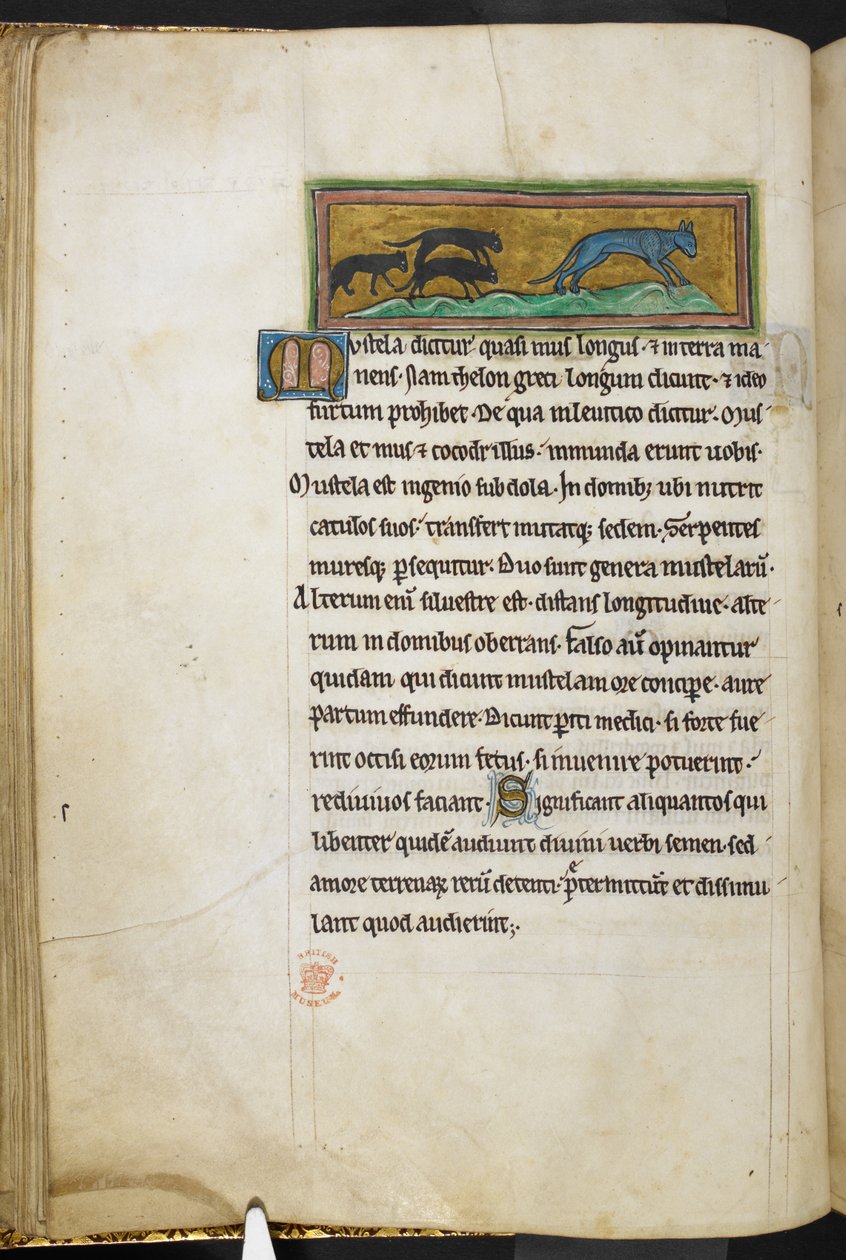 Topi che inseguono un gatto, da Bestiario, Lapidario, 2° quarto del XIII secolo (pergamena) da English School