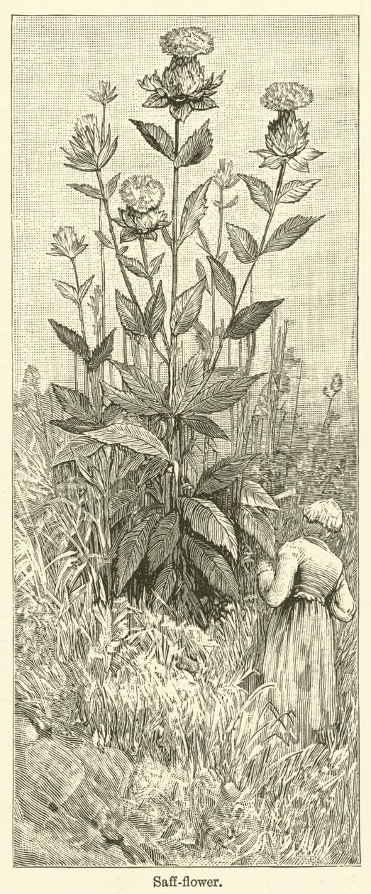 Fiore di zafferano (incisione) da English School