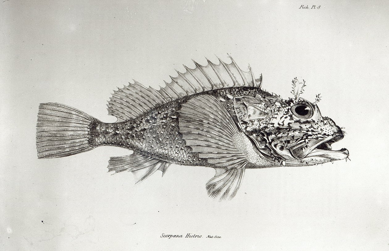 Pesce scorpione, tavola 8 da 