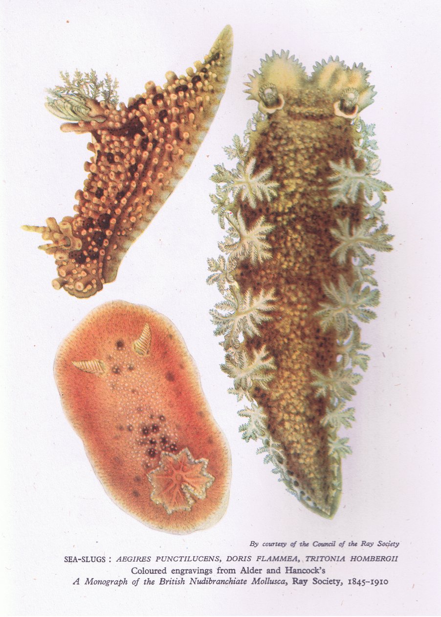 Lumache di mare, Natura in Gran Bretagna pubblicata da Collins da English School