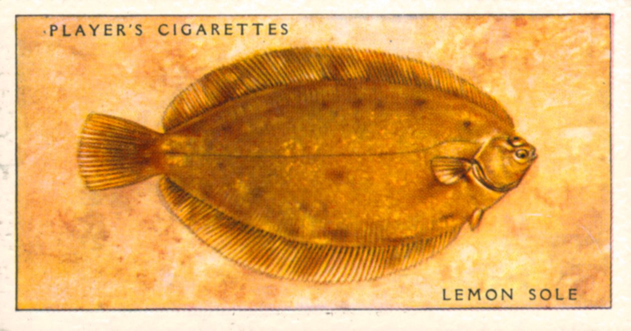 Pesci di mare: Sogliola (litografia a colori) da English School