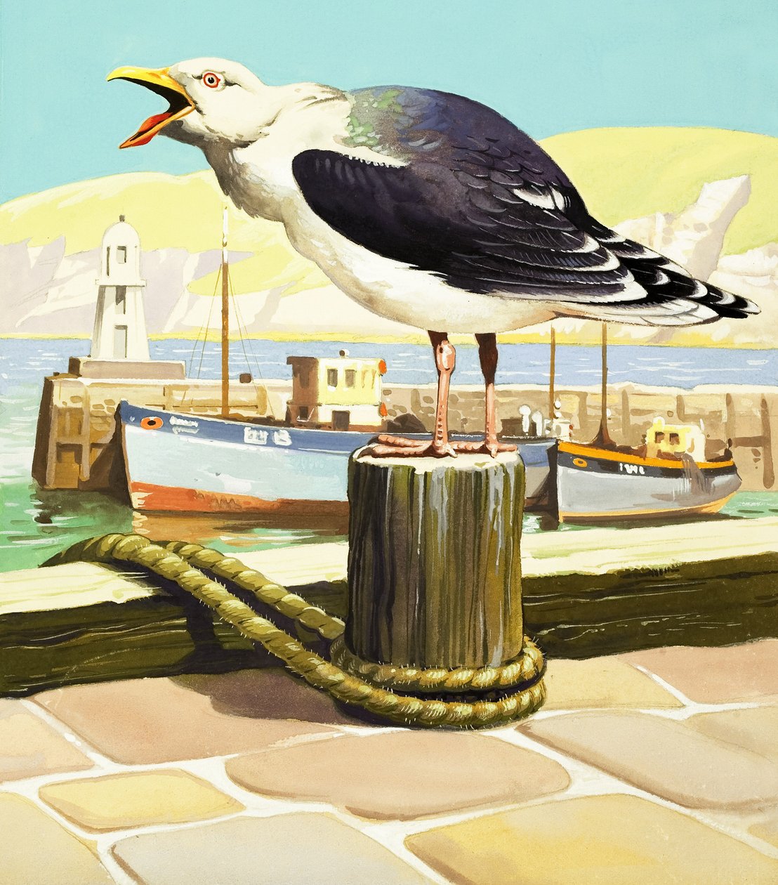 Gabbiano, illustrazione da 