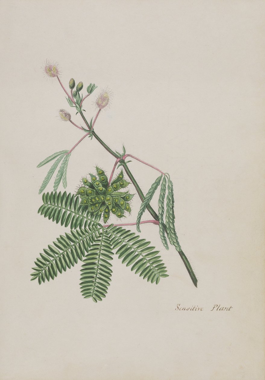 Pianta sensibile, illustrazione da un Album di Poesie, c.1828 da English School