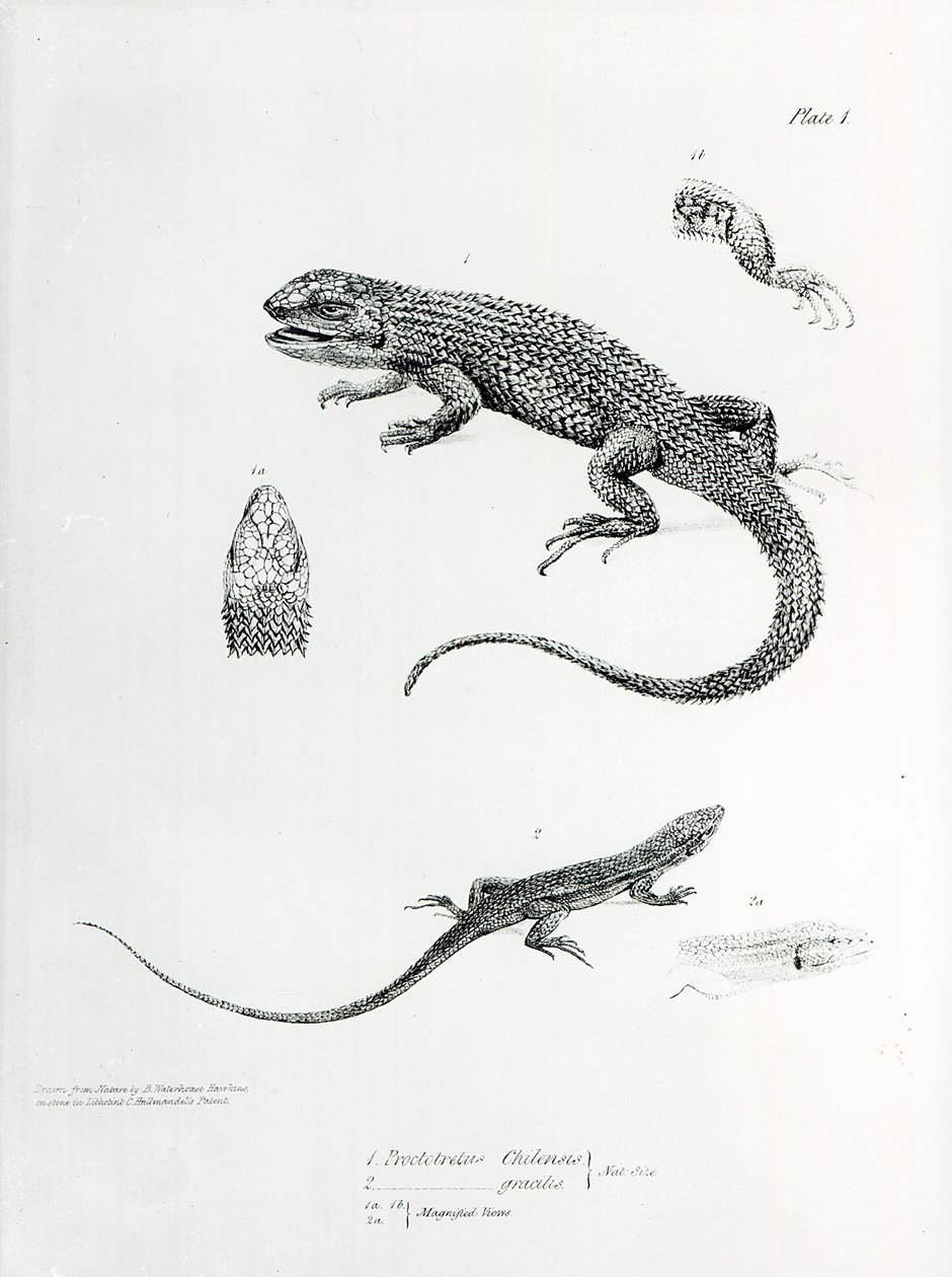 Iguana squamosa, illustrazione da 