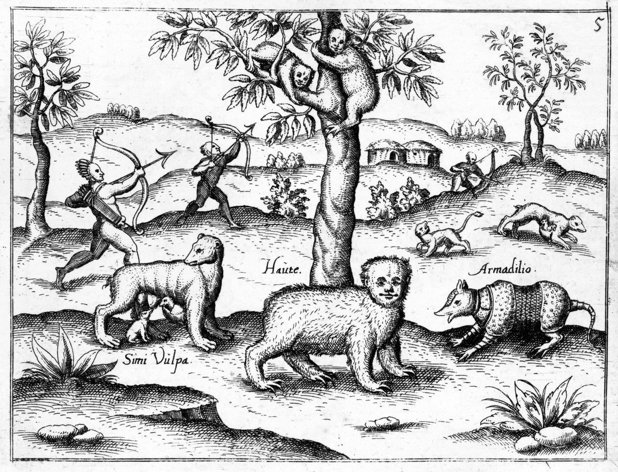 Simi Vulpa, Haute e Armadilio, illustrazione da 