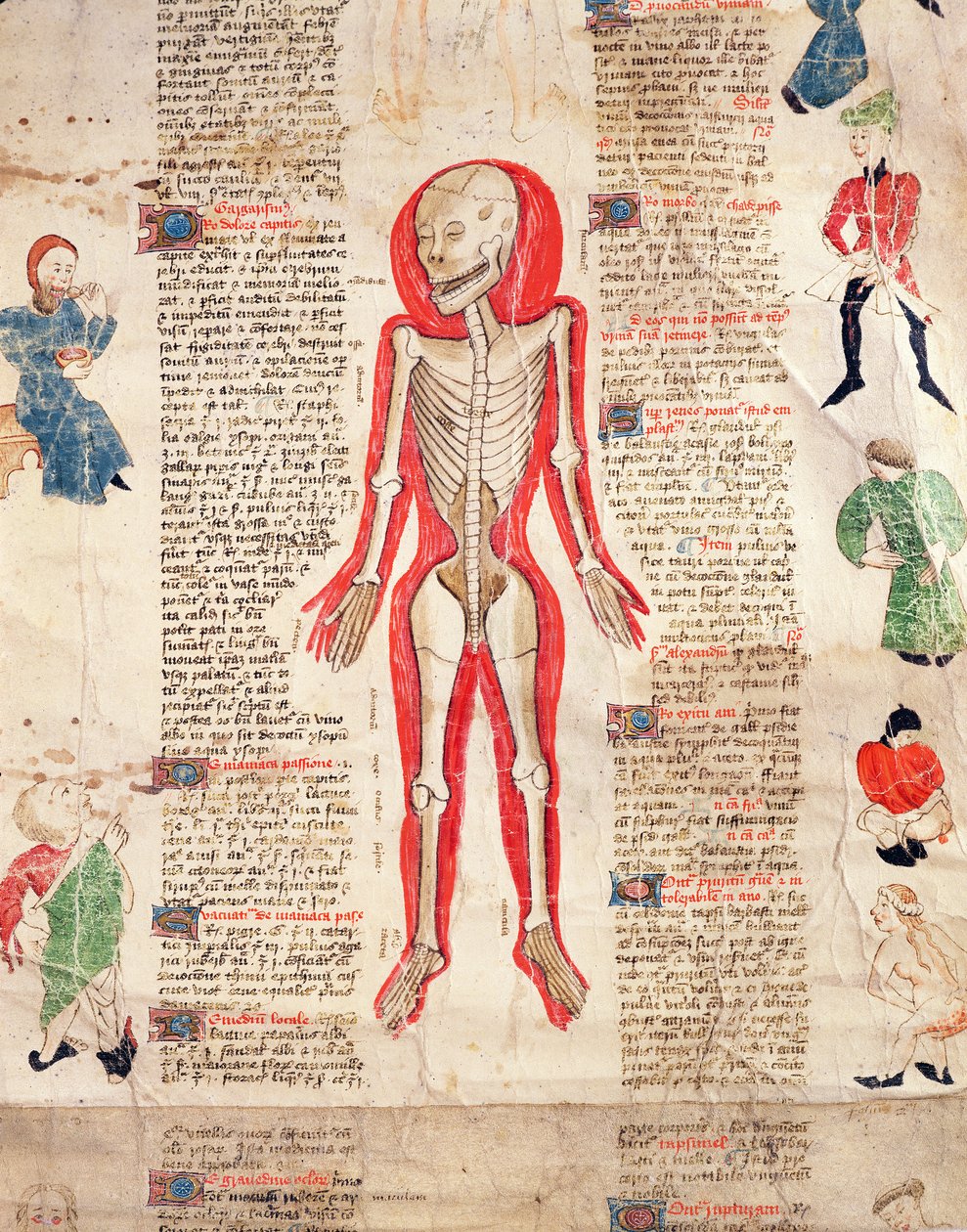 Scheletro, da De arte phisicali e de cirugia di John Ardene, 1412 da English School
