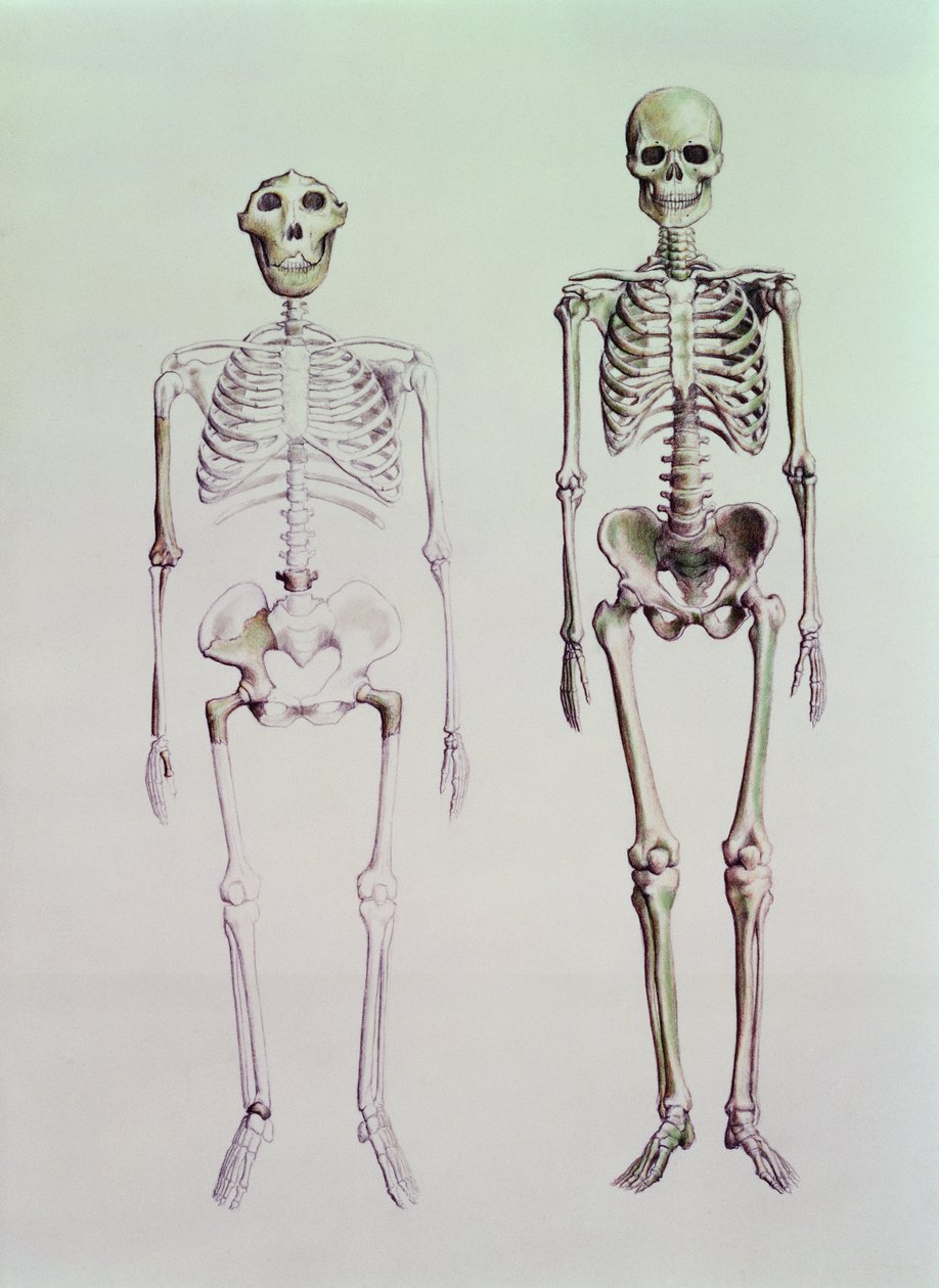 Scheletri di Australopithecus Boisei e Homo Sapiens da English School