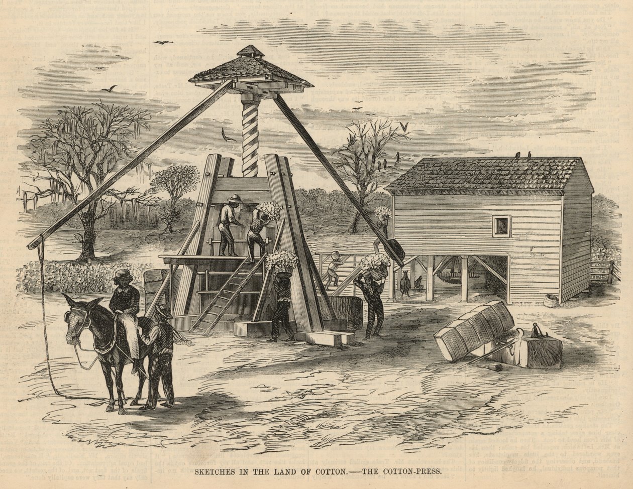 Schizzi nella terra del cotone - la pressa per il cotone (incisione) da English School