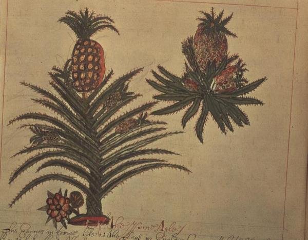 Alberi di Ananas da 