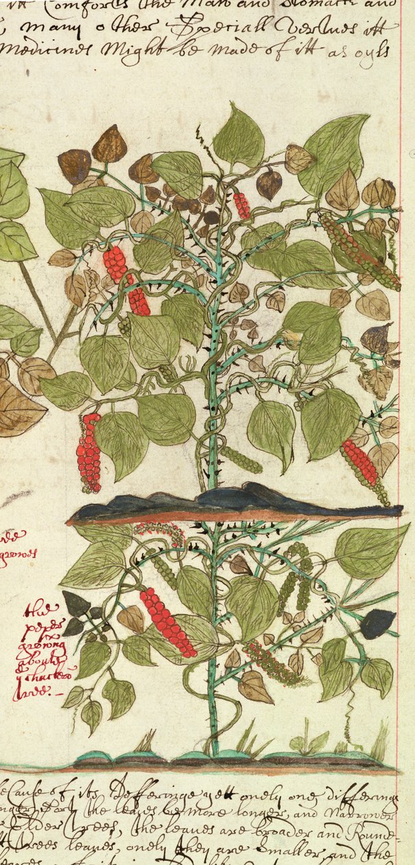 Pianta di Pepe da 